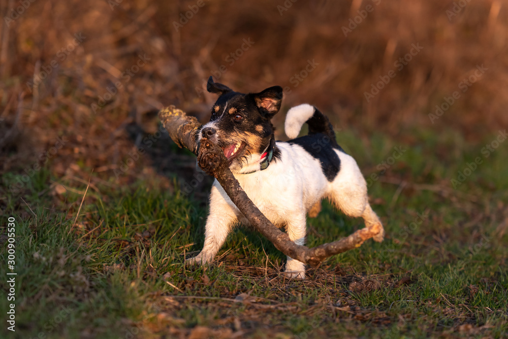 Obraz premium Small cute happy size madness Jack Russell Terrier dog carries a large branch on a green meadow