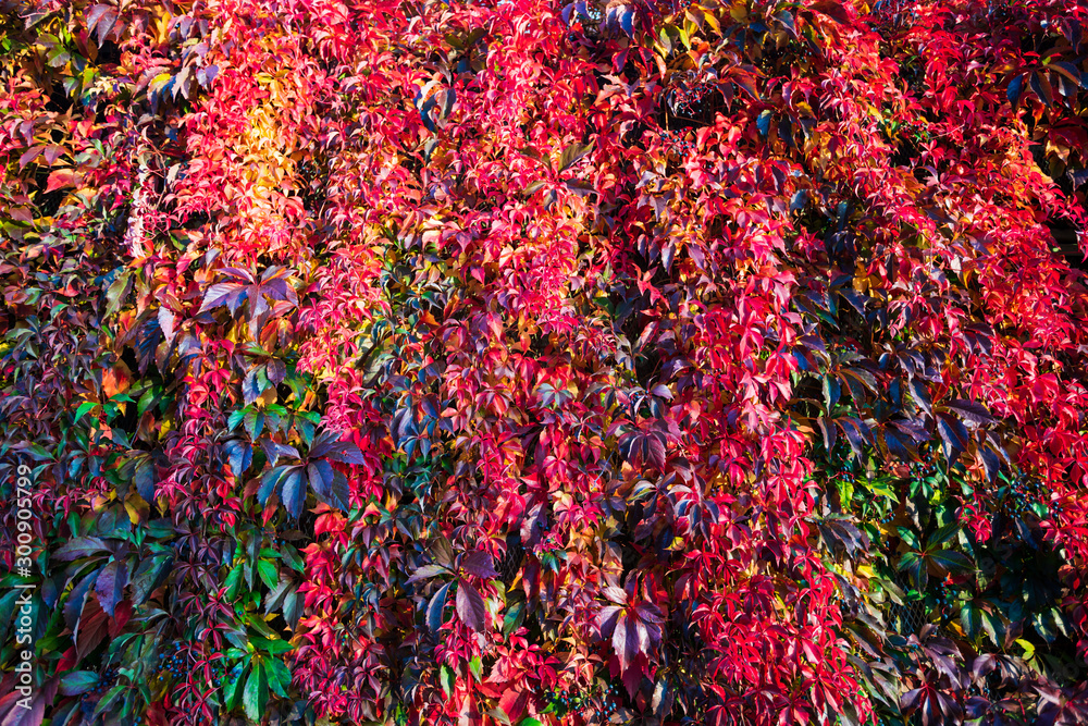Plant on wood fence in autumn. Autumn background Plant on wood fence in autumn. Autumn background