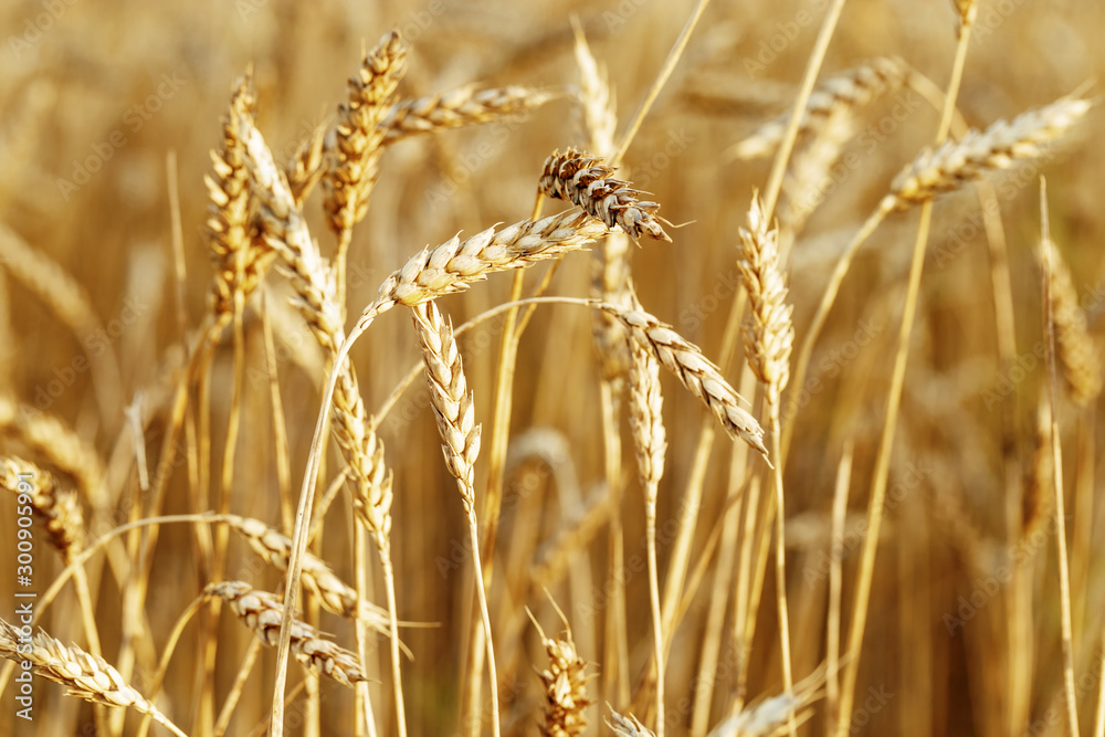 Obraz premium Ripe wheat in an agricultural field. Harvest time. Spike of wheat close up. Natural rural landscape. Selective focus.