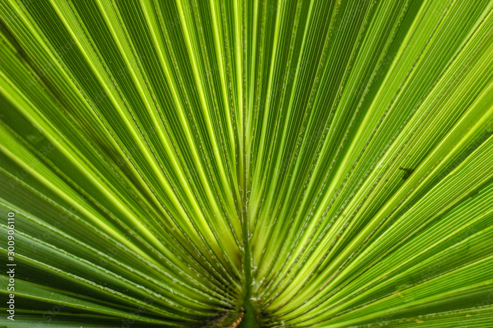 Environment concept: close up on palm leaf, selective focus, free copy space Environment concept: close up on palm leaf, selective focus, free copy space