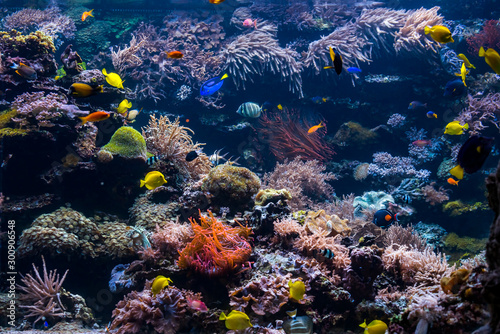 Underwater Scene With Coral Reef And Tropical Fish © EwaStudio