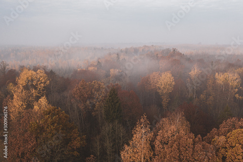 Last days of fall. Aerial picture of the bronze trees