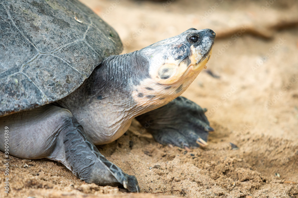 Obraz premium Portrait of the turtle on the sandy beach. Sea Turtle