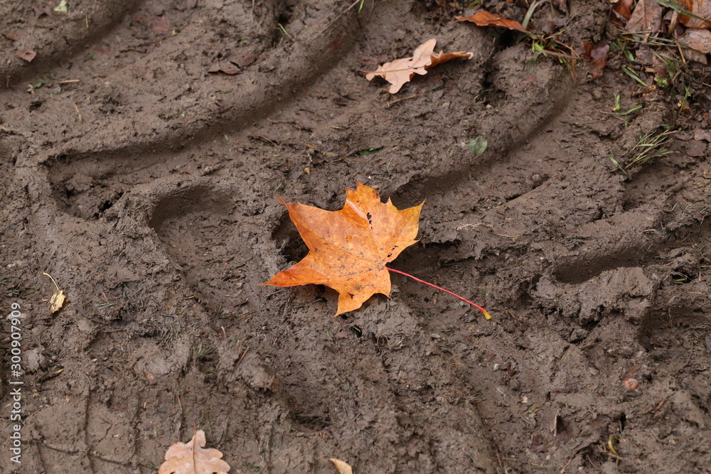 Autumn maple leaves lie on the ground Autumn maple leaves lie on the ground