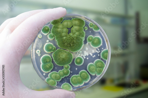 Fotografie Researcher holding Petri dish with colonies of Penicillium fungi