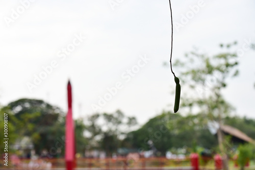 Chai nat Thailand December 26 2019 see birds at Chai NAT Bird Park is a place of chainat province. Bird cage is the biggest in Asia, covering an area of 26 hectares and contains various species birds. photo