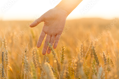 harvesting  nature  agriculture and prosperity concept - young woman on cereal field touching ripe wheat spickelets by her hand