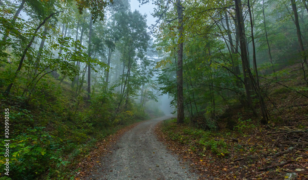path in misty forest path in misty forest