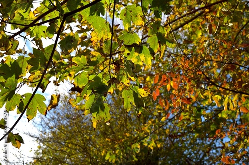 Fototapeta Naklejka Na Ścianę i Meble -  Colourful leaves on Autumn trees in the  park.