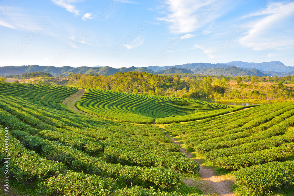 Rich tea plantations in Thailand