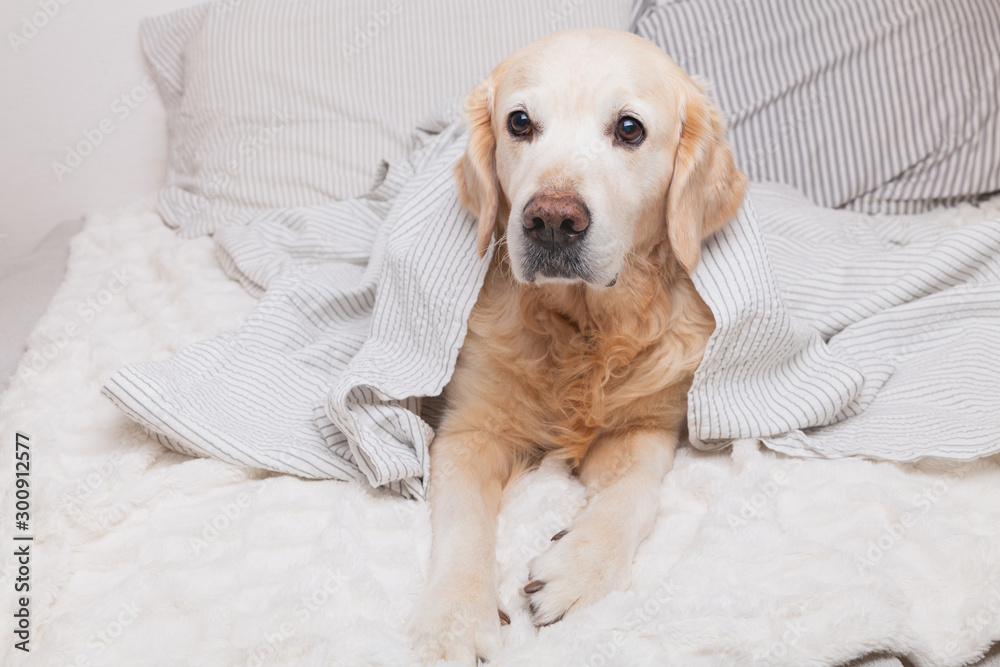 Bored sad golden retriever dog under light gray and white stripped plaid in contemporary bedroom. Pet warms under blanket in cold winter weather. Pets friendly and care concept.
