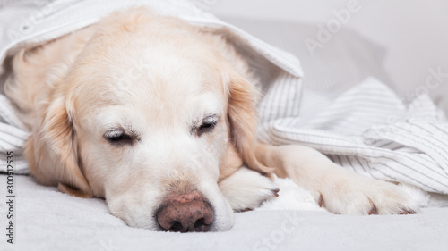 Bored sad golden retriever dog under light gray and white stripped plaid in contemporary bedroom. Pet warms under blanket in cold winter weather. Pets friendly and care concept.