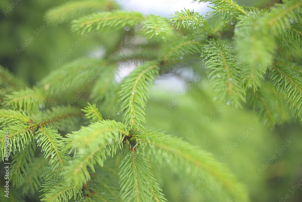 Beautiful evergreen fir tree branches with water drops Beautiful evergreen fir tree branches with water drops