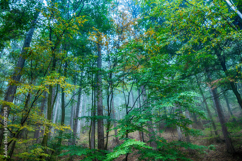 misty green forest