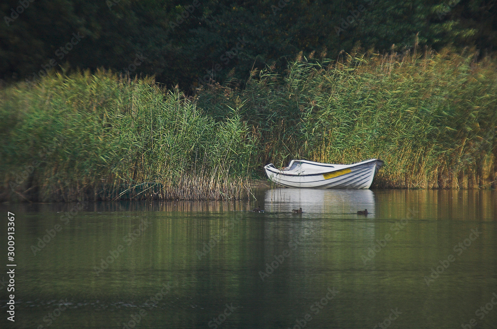 white wooden standing boat moored in the reeds on the lake on a summer day