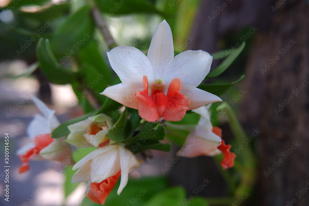 Fototapeta premium Thai orchid flower in the garden