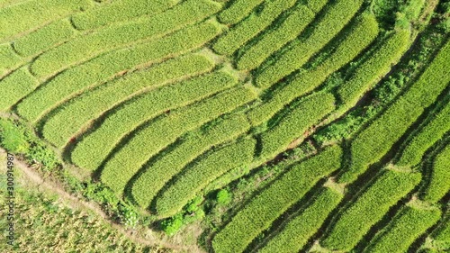 Aerial shot of the marvelous teraces rice field in mountains during sunset in Thailand. Beautiful Pa Bong Piang terraced rice fields, Mae Chaem, Chiang Mai Thailand in harvest season. photo