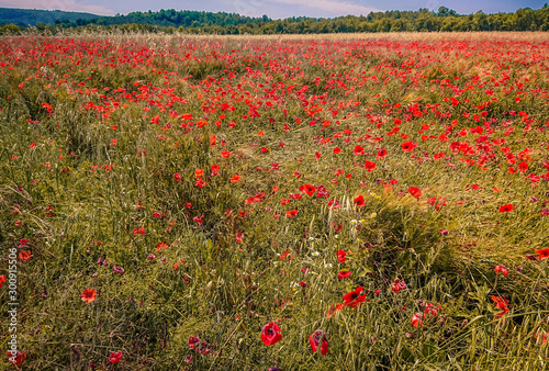 Provence, klaprozen photo