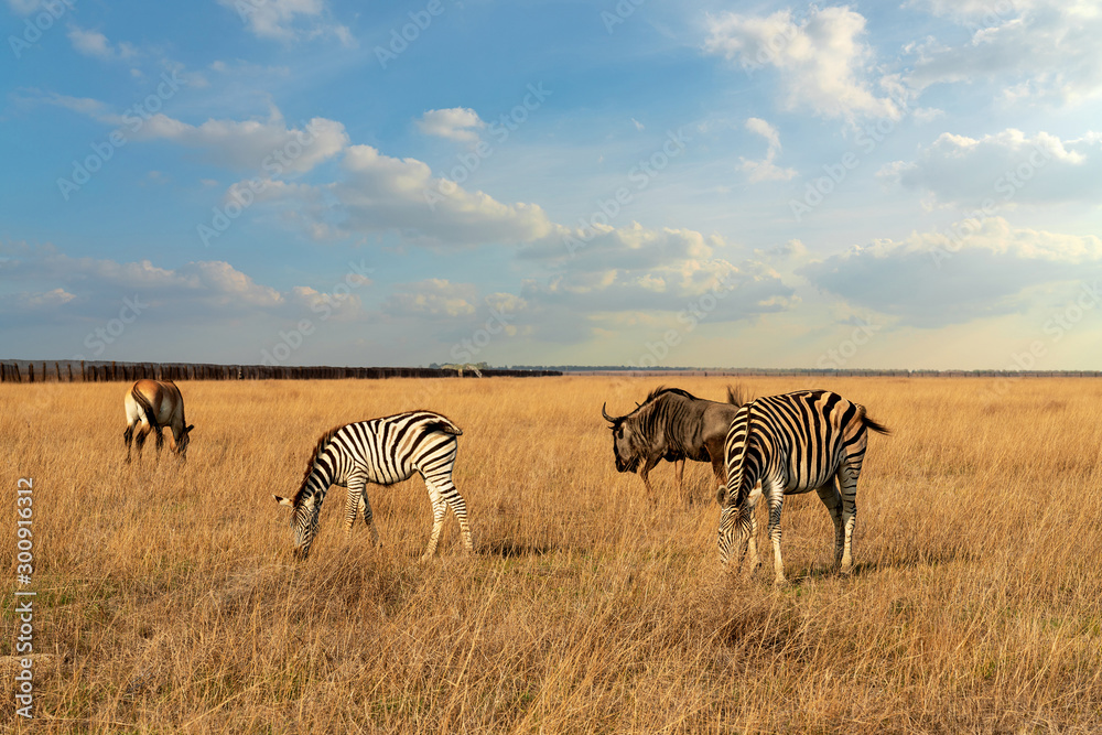 Naklejka premium Zebra African herbivore animal on the steppe grass pasture with bull and horse.