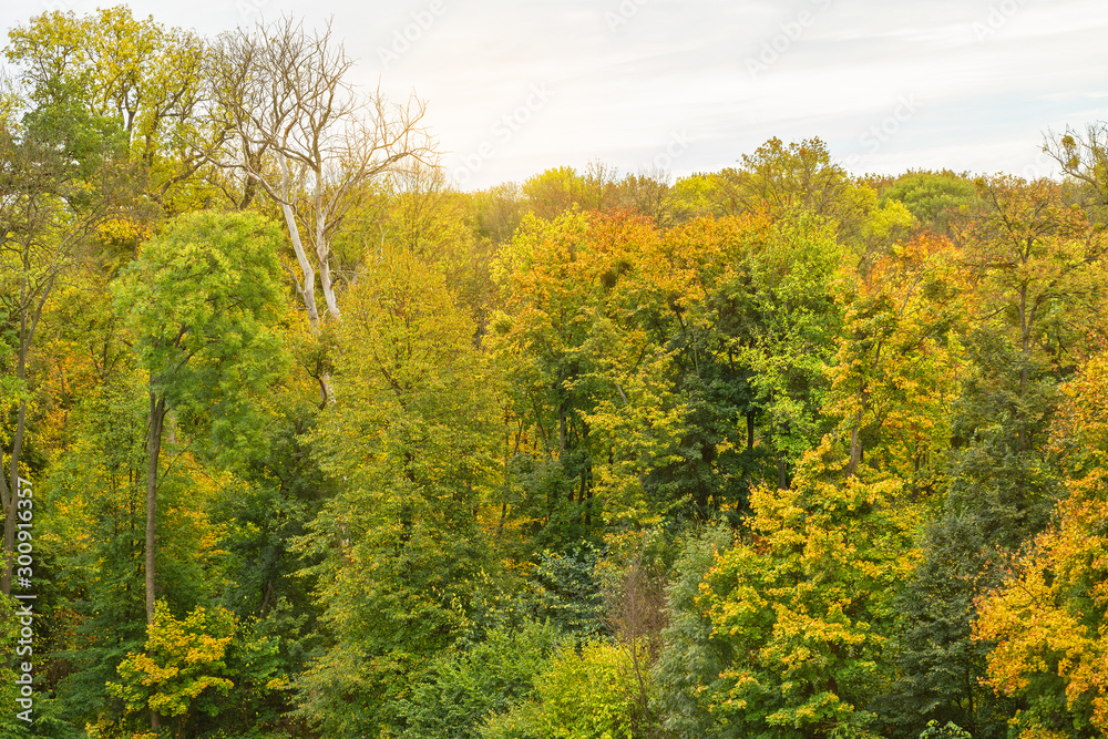 Autumn trees in forest, picturesque landscape with yellow leaves. Autumn trees in forest, picturesque landscape with yellow leaves.