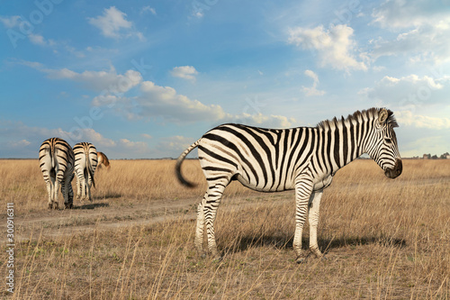 Zebra African herbivore animal standing on the steppe grass pasture, autumn safari landscape. © Travel Faery