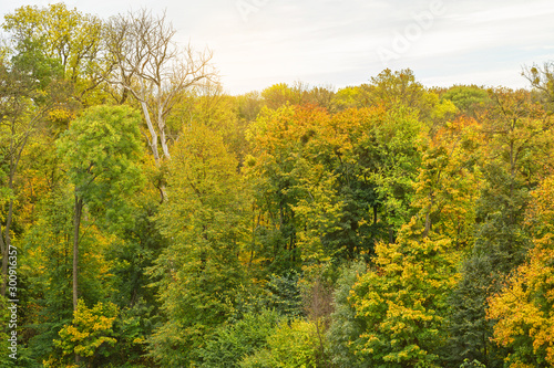 Autumn trees in forest, picturesque landscape with yellow leaves.