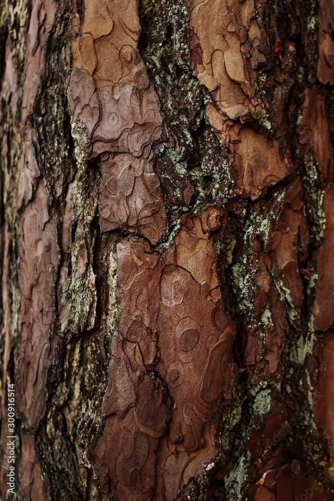 Forest tree bark wood textured trunk background Forest tree bark wood textured trunk background
