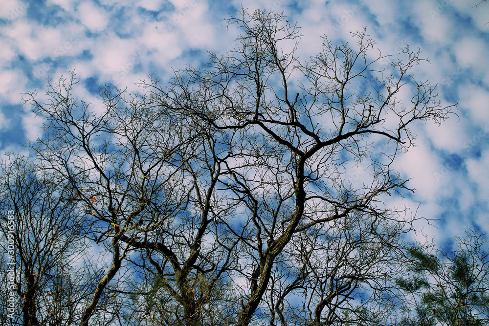 Dark leafless tree branches on blue sky background Dark leafless tree branches on blue sky background