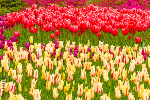 Tulip red and yellow flowers field in garden. Keukenhof park  Holland  The Netherlands.