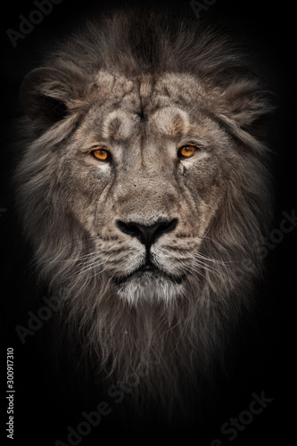 A bleached photo of a portrait of a maned (, hair) powerful male lion in night darkness with bright glowing orange eyes, isolated on a black background