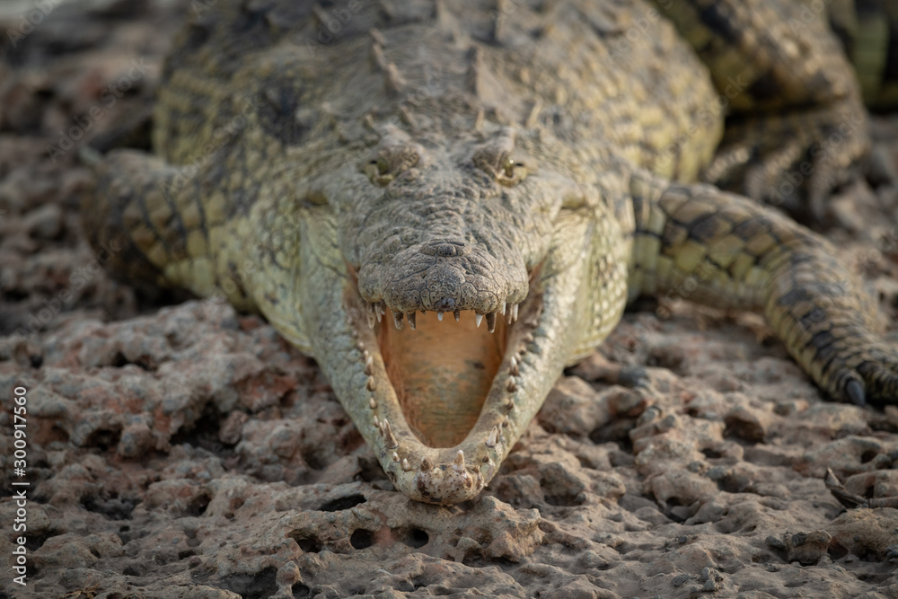 Fototapeta premium Close-up of Nile crocodile opening mouth wide