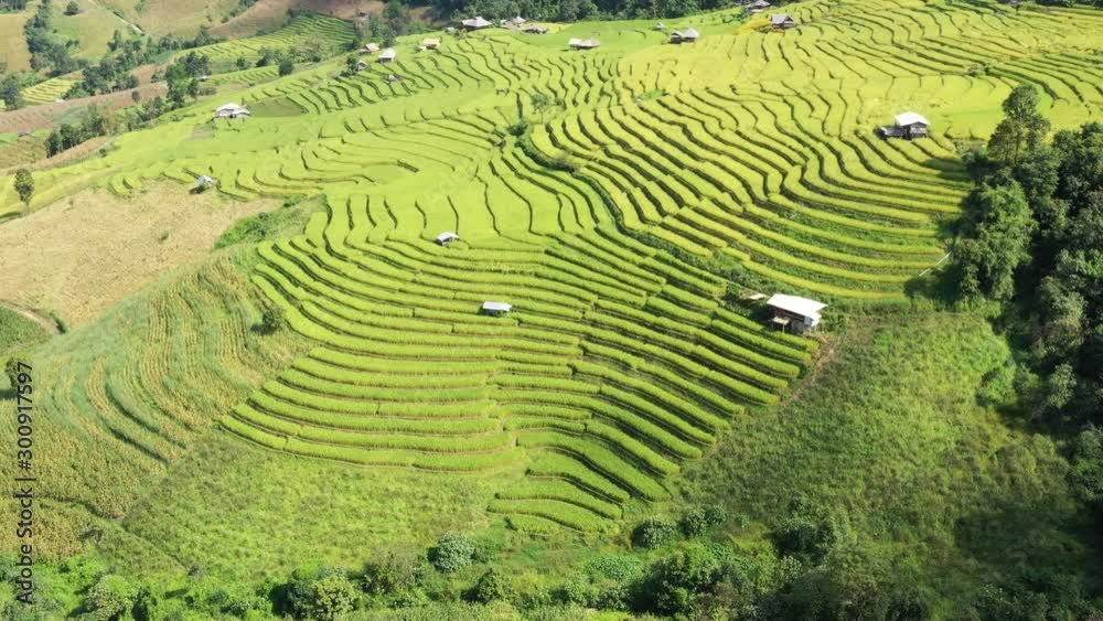 Aerial shot of the marvelous teraces rice field in mountains during sunset in Thailand. Beautiful Pa Bong Piang terraced rice fields, Mae Chaem, Chiang Mai Thailand in harvest season.