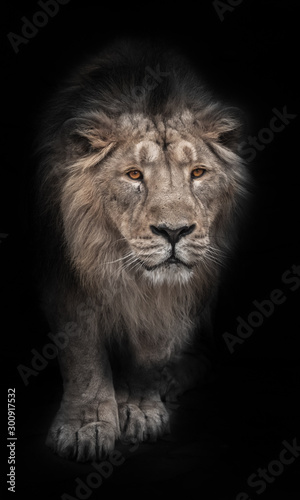 bleached  of a powerful maned male lion protruding from night darkness  black and white photo  a lion with bright orange eyes is isolated on a black background.