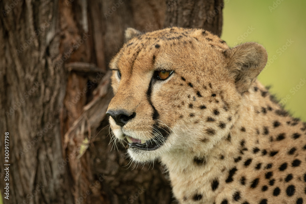 Close-up of male cheetah sitting beside trunk Close-up of male cheetah sitting beside trunk