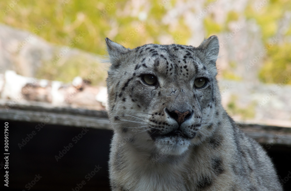 Obraz premium portrait of a snow leopard