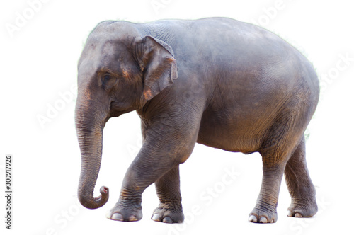 Asian elephants.