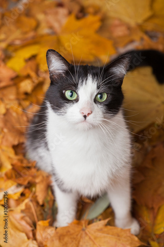 Green eyes black and white fur domestic cat in fallen leaves flat lay. Lucky pet in autumn nature.