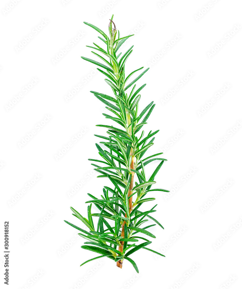 Rosemary isolated on white background