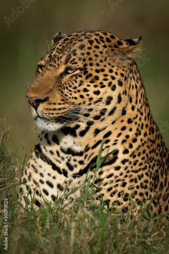 Close-up of male leopard head facing left