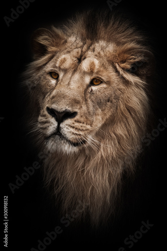 Contrast photo of a maned (, hair) powerful male lion in night darkness with bright orange eyes, isolated on a black background