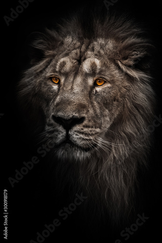 Contrast photo of a maned (, hair) powerful male lion in night darkness with bright orange eyes, isolated on a black background