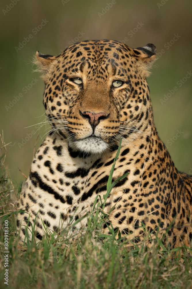 Close-up of male leopard with two catchlights Close-up of male leopard with two catchlights