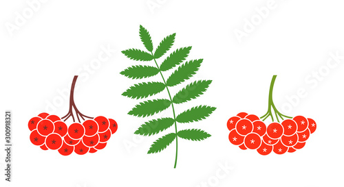 Rowan berries set. Isolated rowan on white background