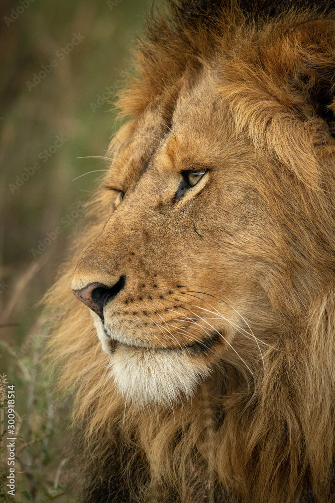 Close-up of male lion face facing left Close-up of male lion face facing left