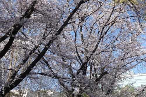 Wallpaper Mural tree in spring Torontodigital.ca