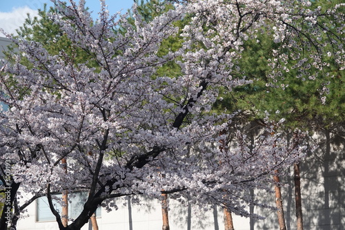 Wallpaper Mural tree in forest Torontodigital.ca