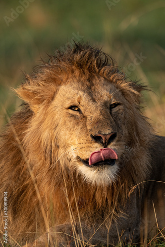 Close-up of male lion lying licking lips