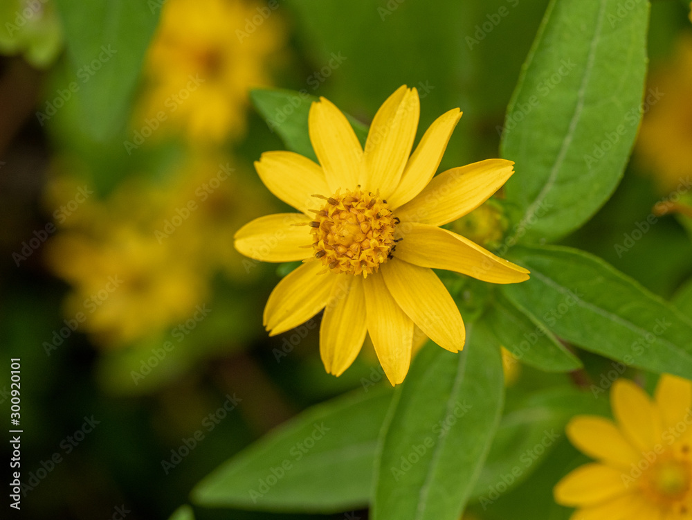 Small yellow creeping zinnia flowers, sanvitalia speciose Small yellow creeping zinnia flowers, sanvitalia speciose