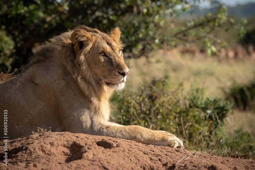 Fototapeta premium Close-up of male lion on termite mound