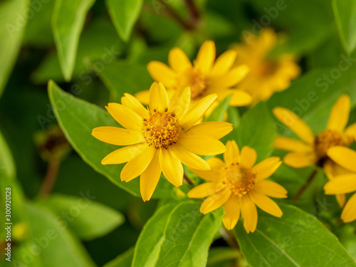 Fototapeta Naklejka Na Ścianę i Meble -  Small yellow creeping zinnia flowers, sanvitalia speciose